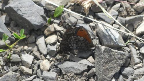 Erebia gorge